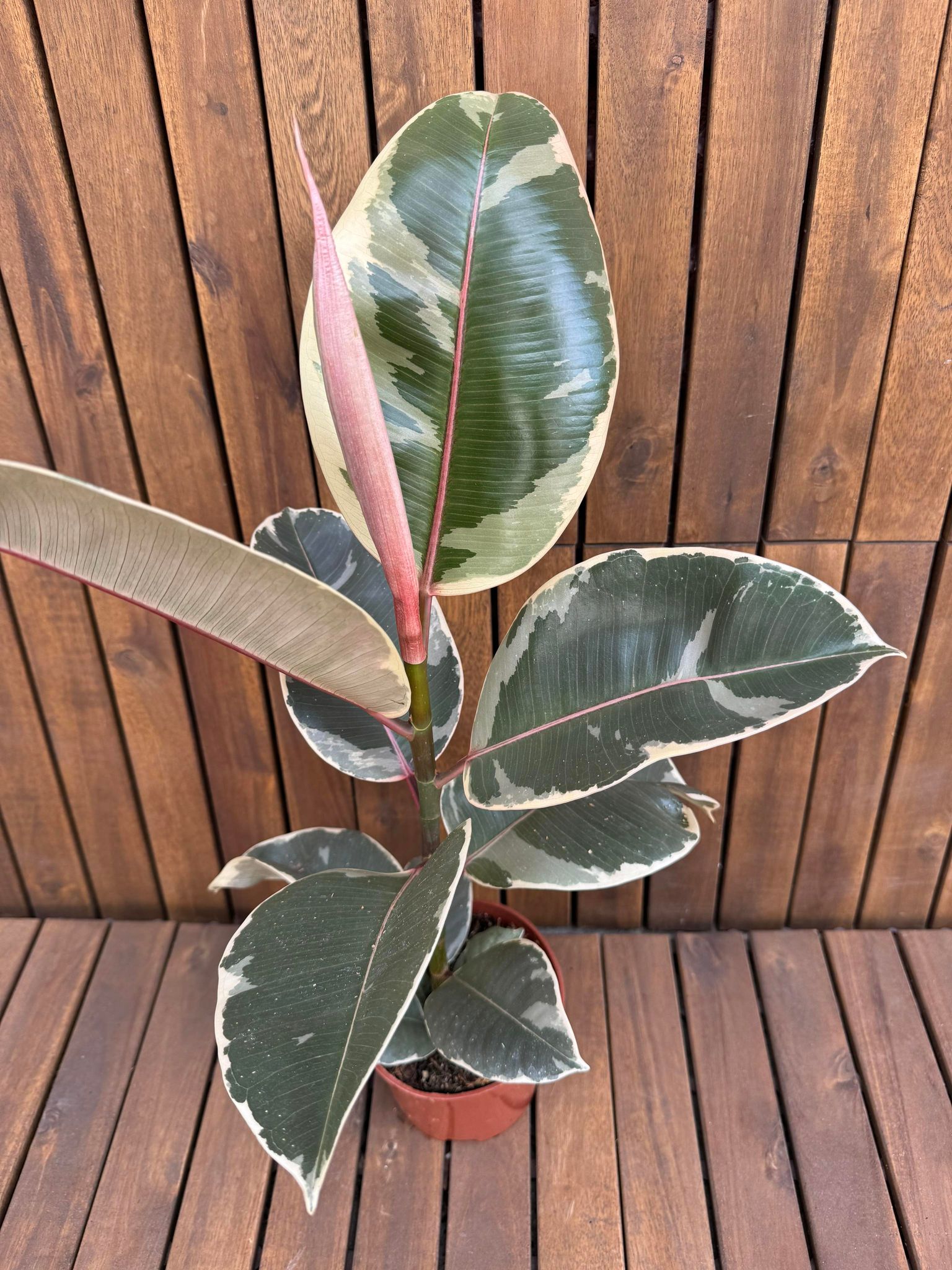 Ficus Elastica Tineke