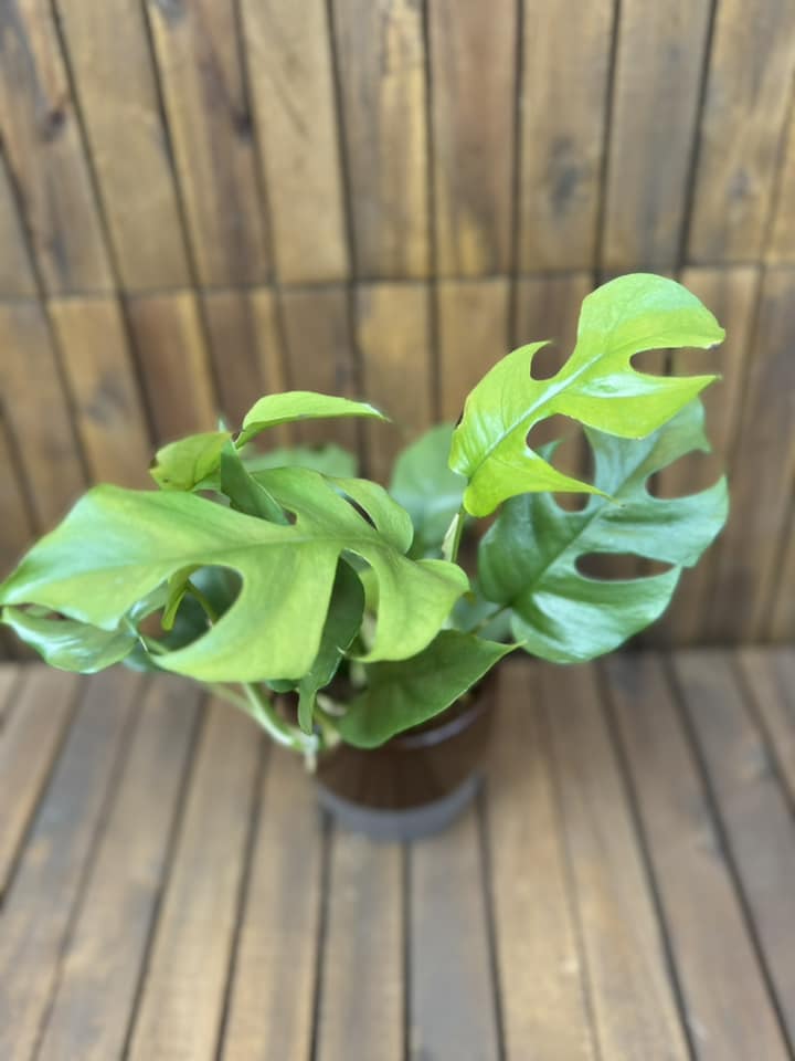 Monstera Minima