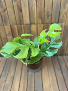 Monstera Minima