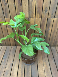 Monstera Minima