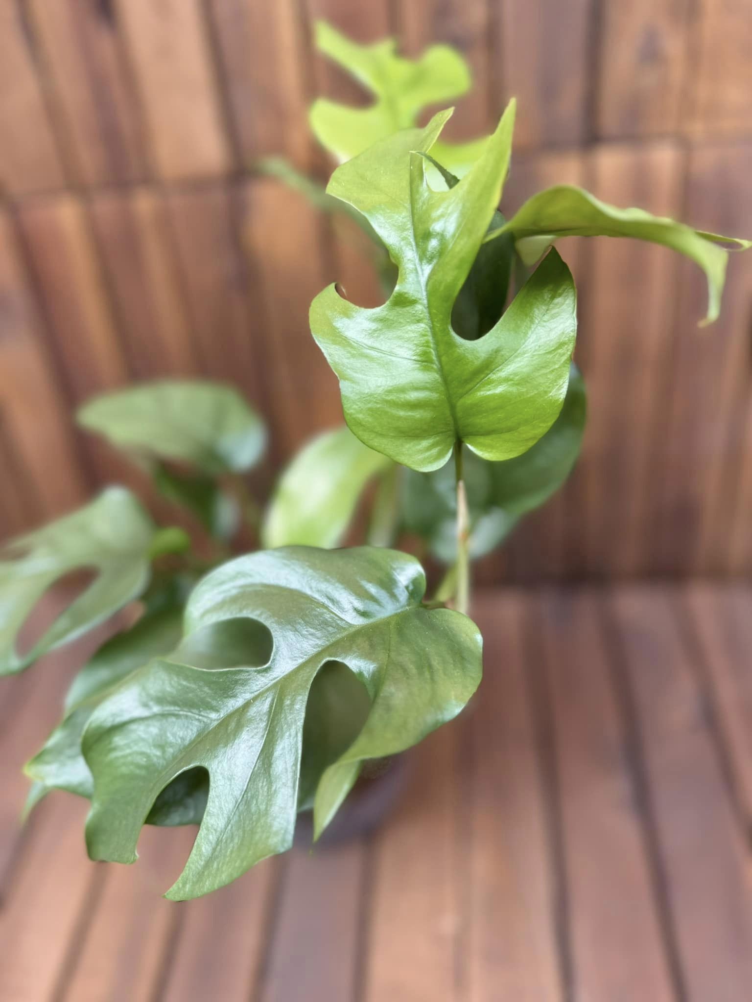 Monstera Minima