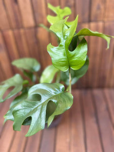 Monstera Minima