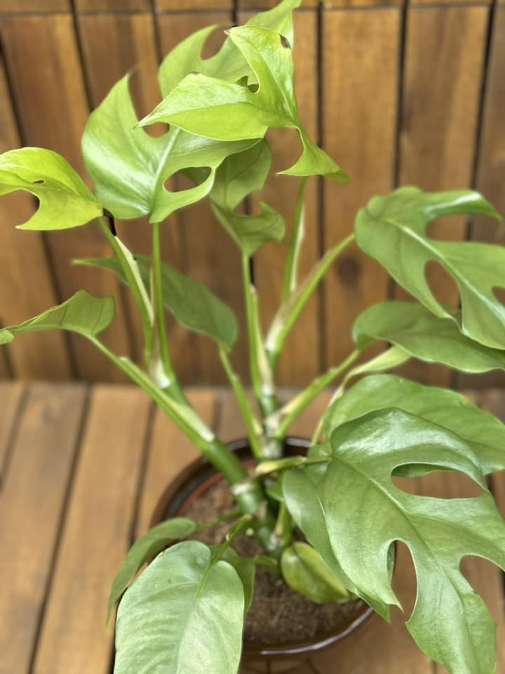 Monstera Minima