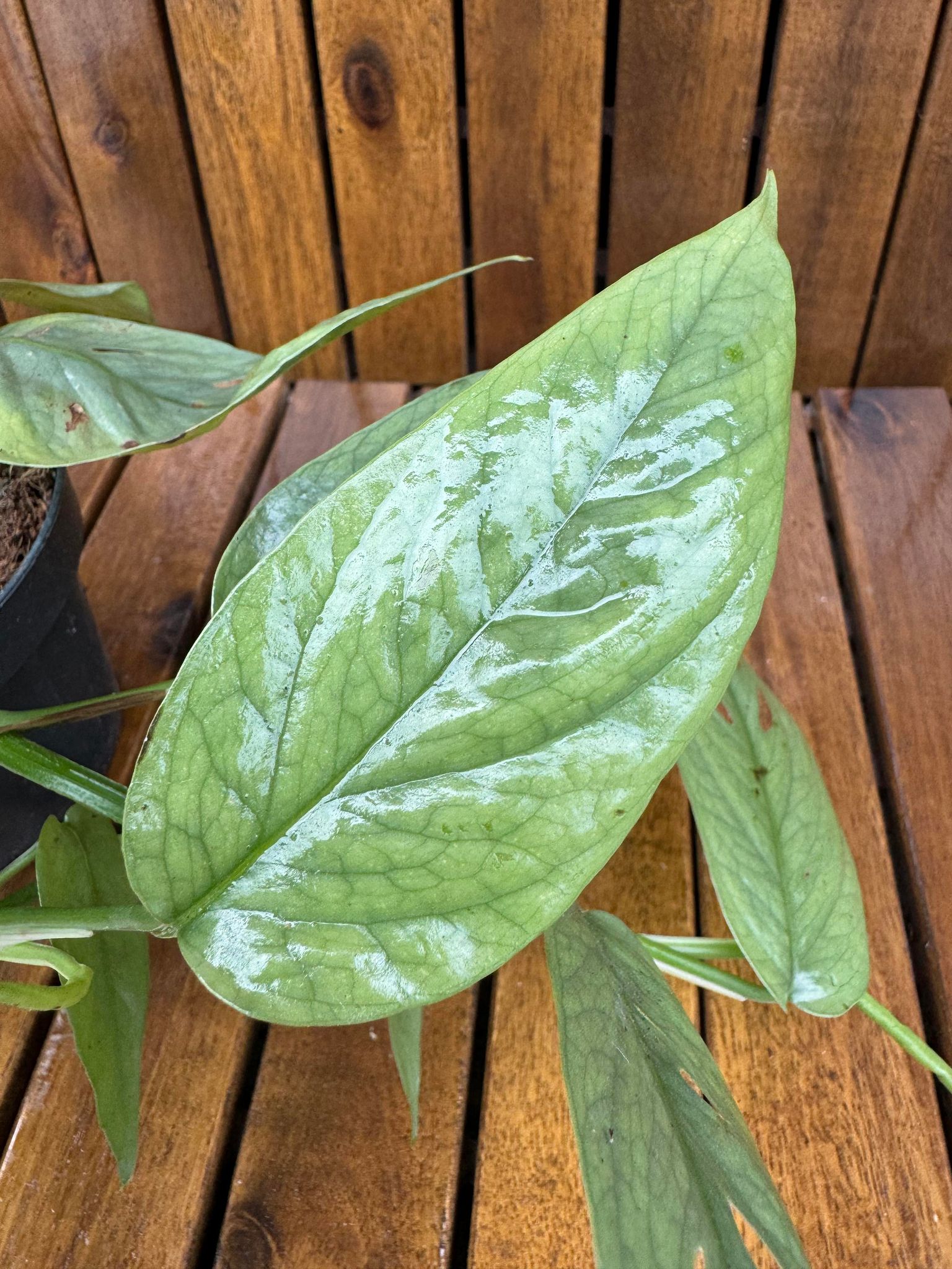 Epipremnum Cebu Blue