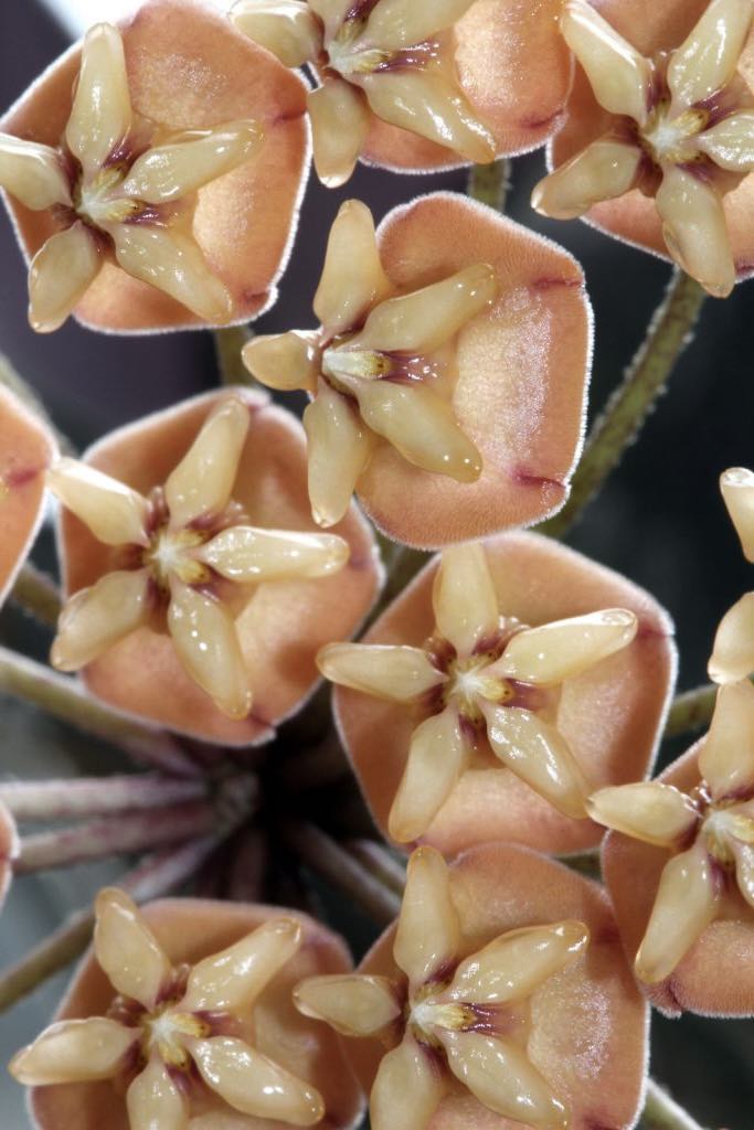 Hoya Sigillatis D12