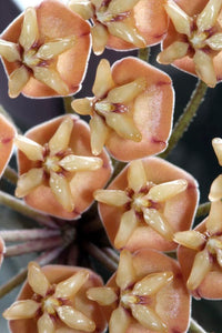 Hoya Sigilatis
