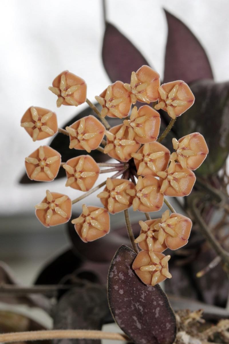 Hoya Sigillatis D12