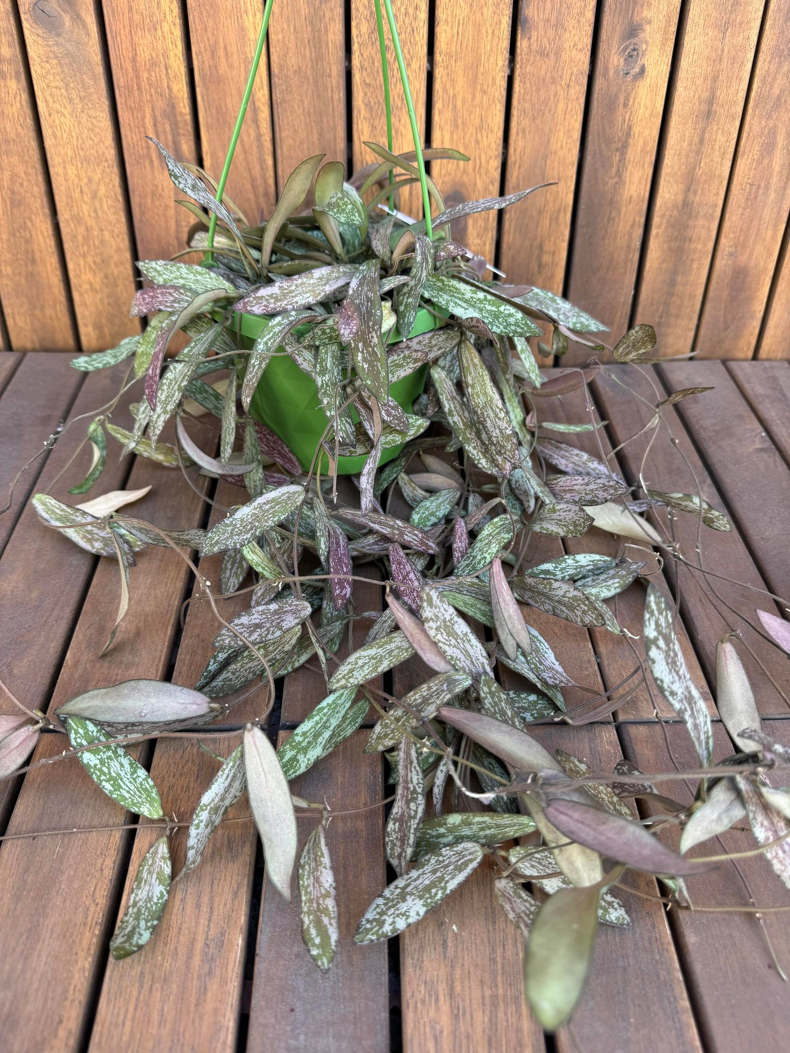 Hoya Sigilatis