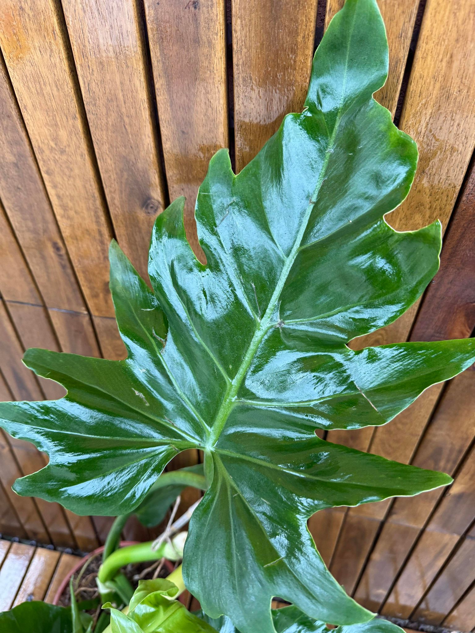 Philodendron Selloum