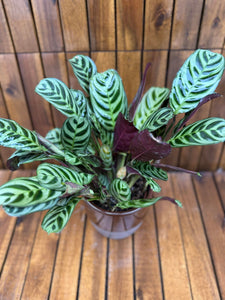 Ctenanthe Burle Marx