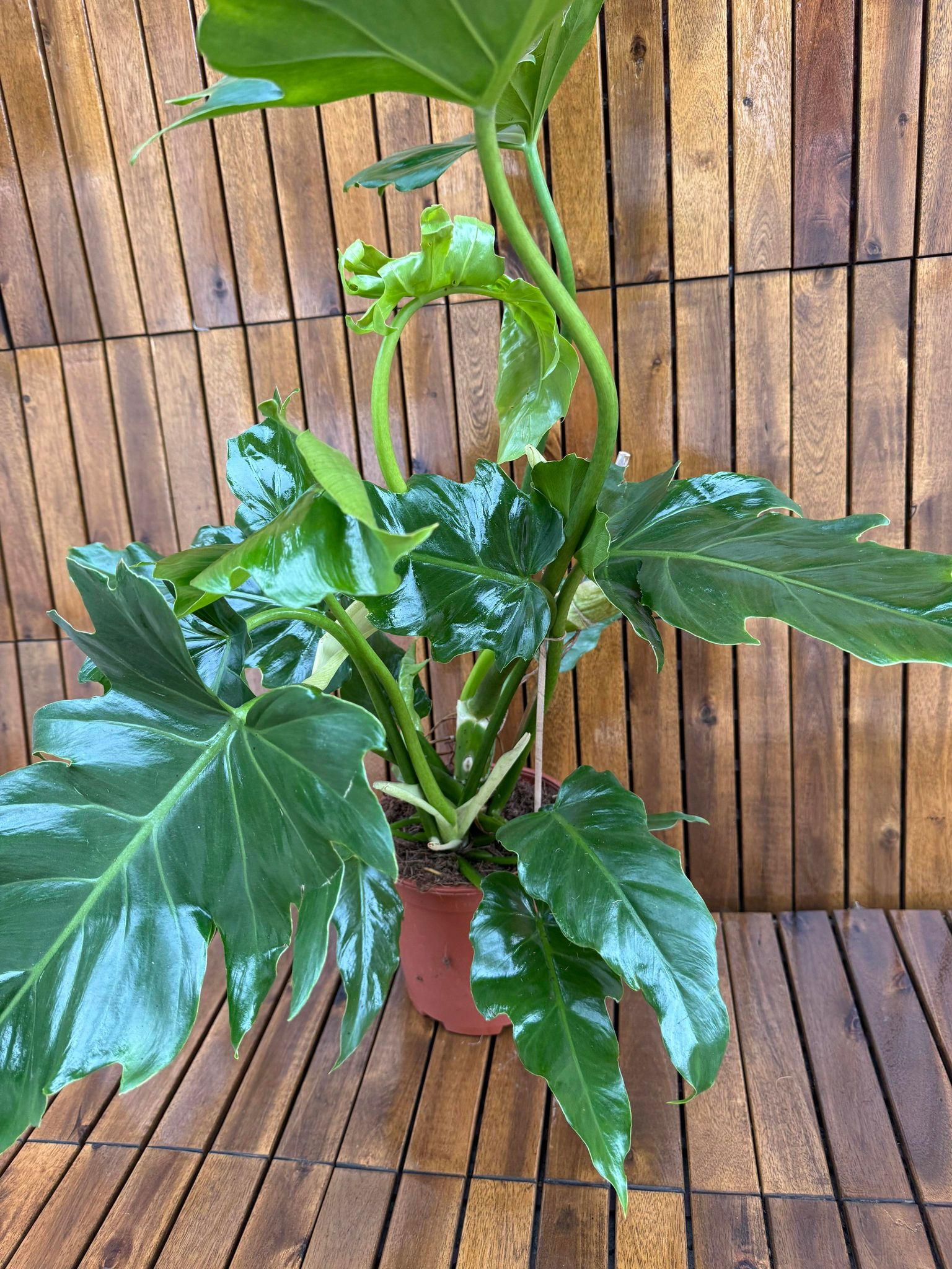 Philodendron Selloum