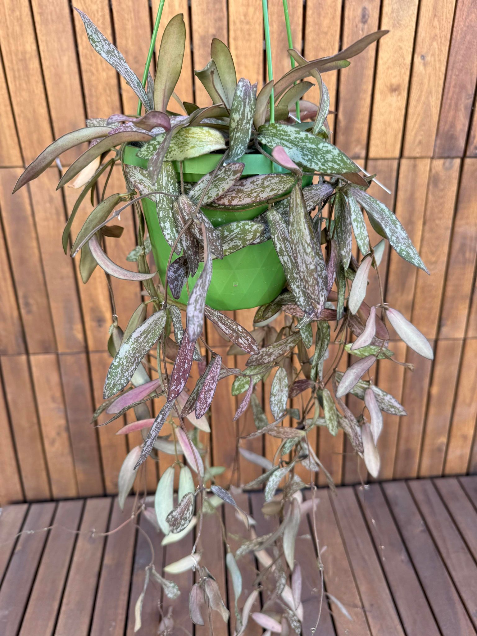 Hoya Sigilatis