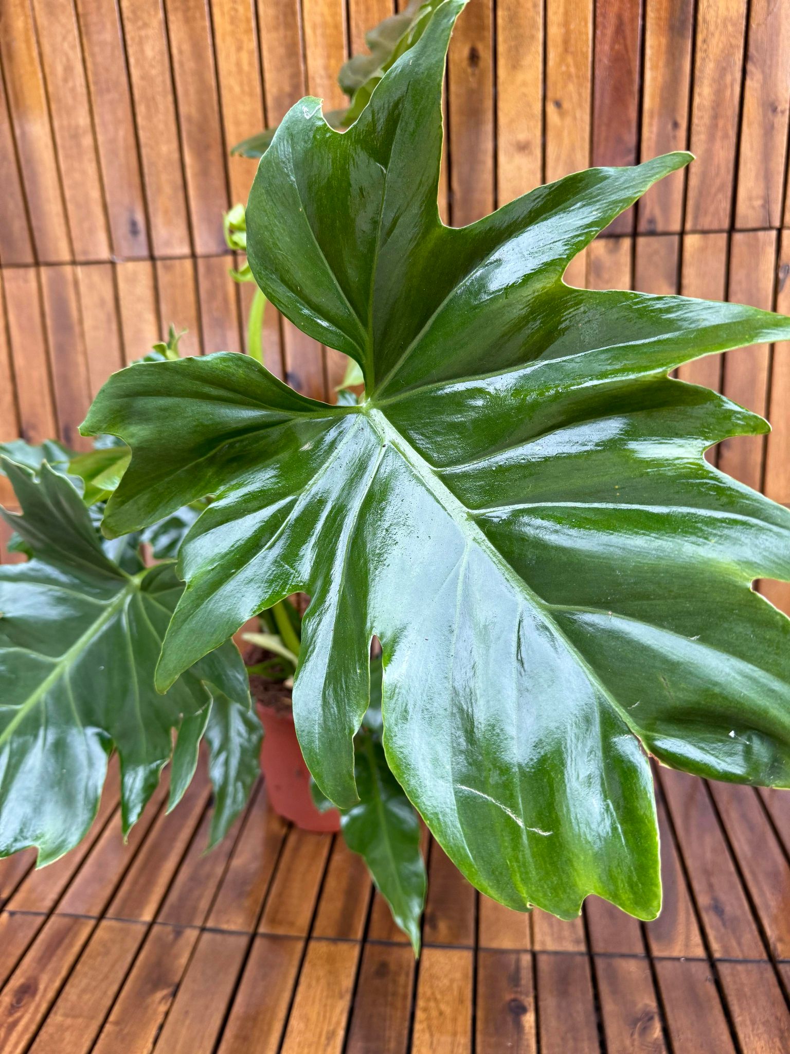 Philodendron Selloum