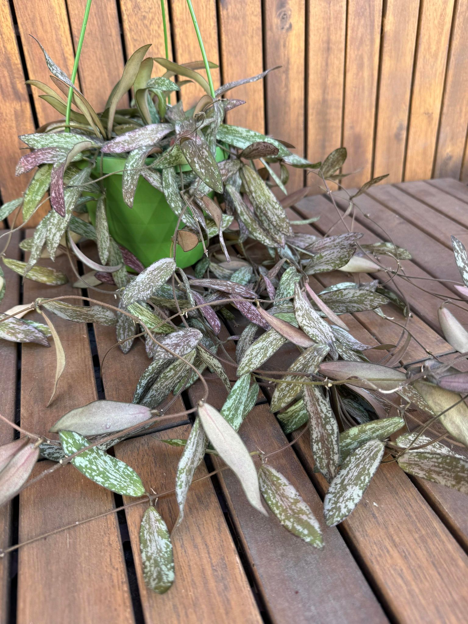 Hoya Sigilatis