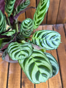 Ctenanthe Burle Marx