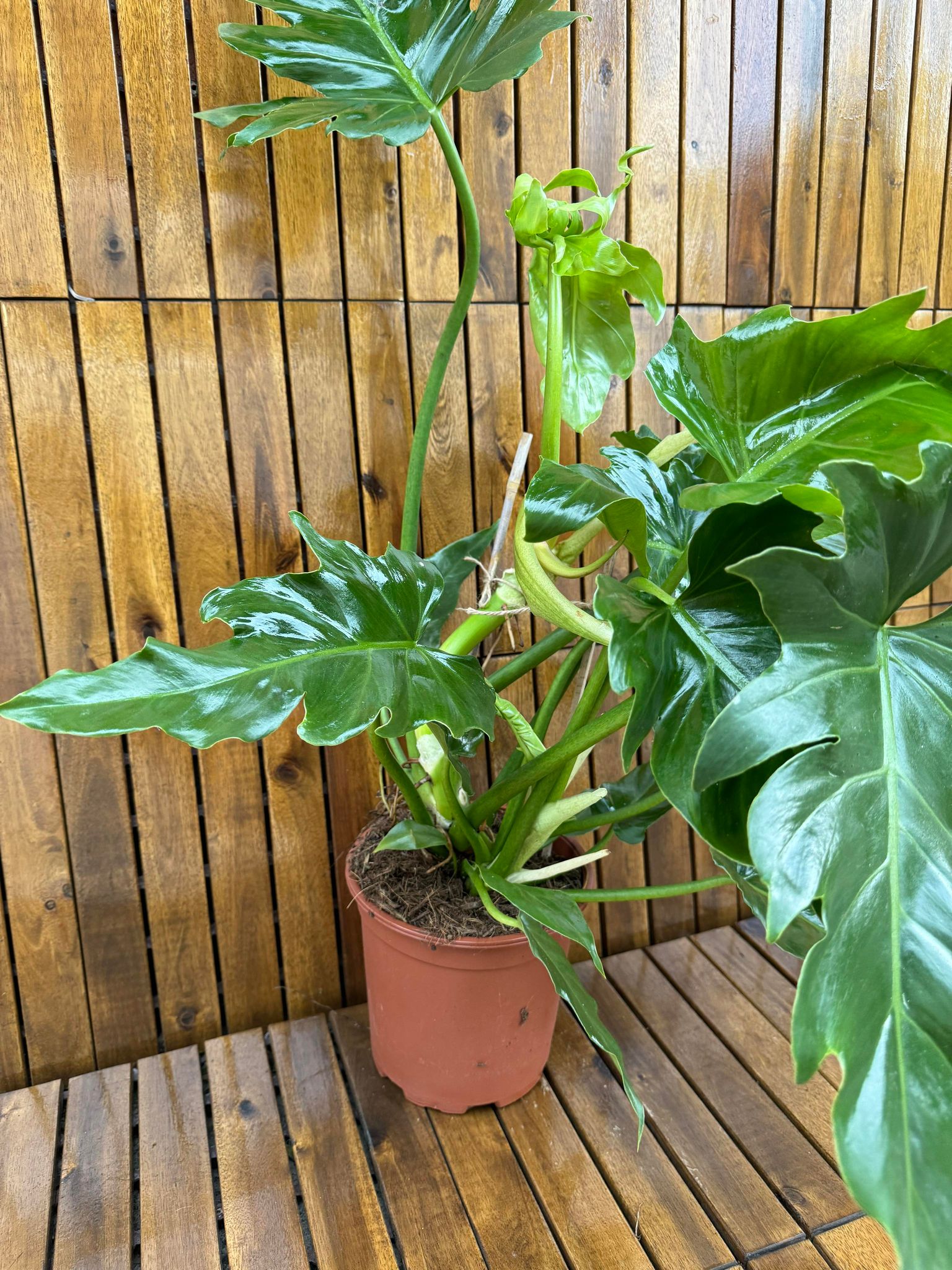 philodendron ingrijire Philodendron Selloum – Terrarium Plante