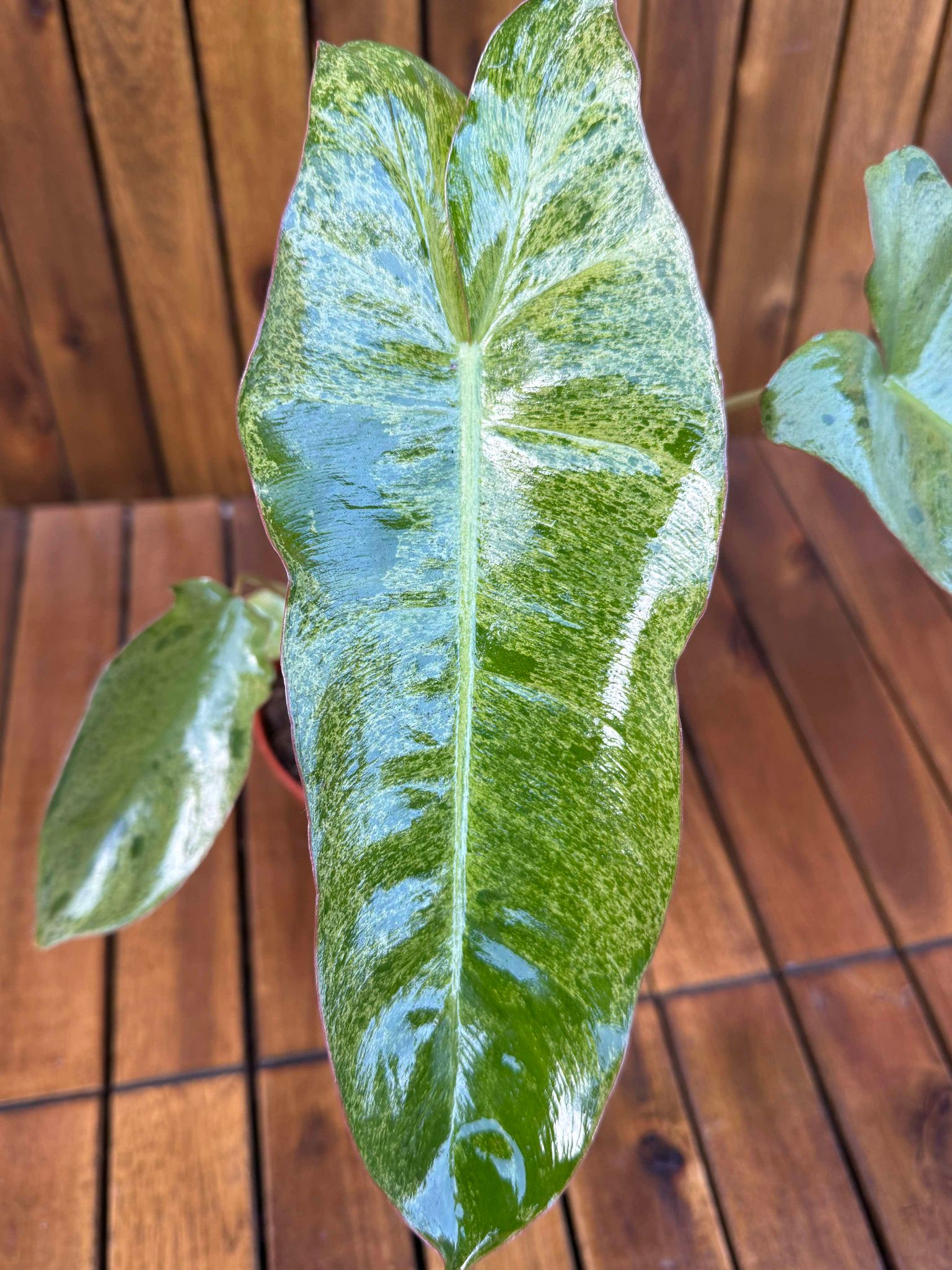 Philodendron Paraiso Verde