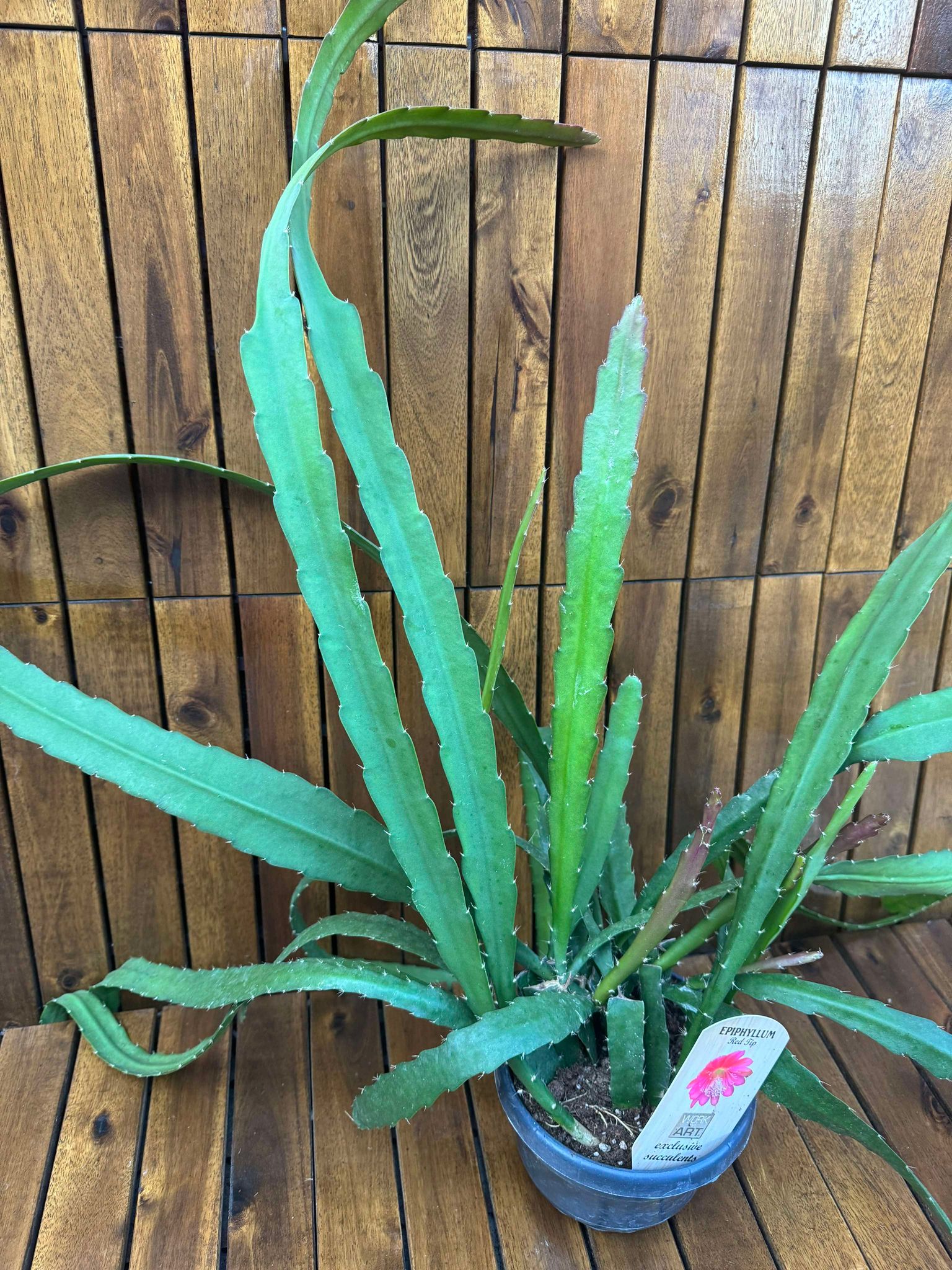 Epiphyllum Red Tip