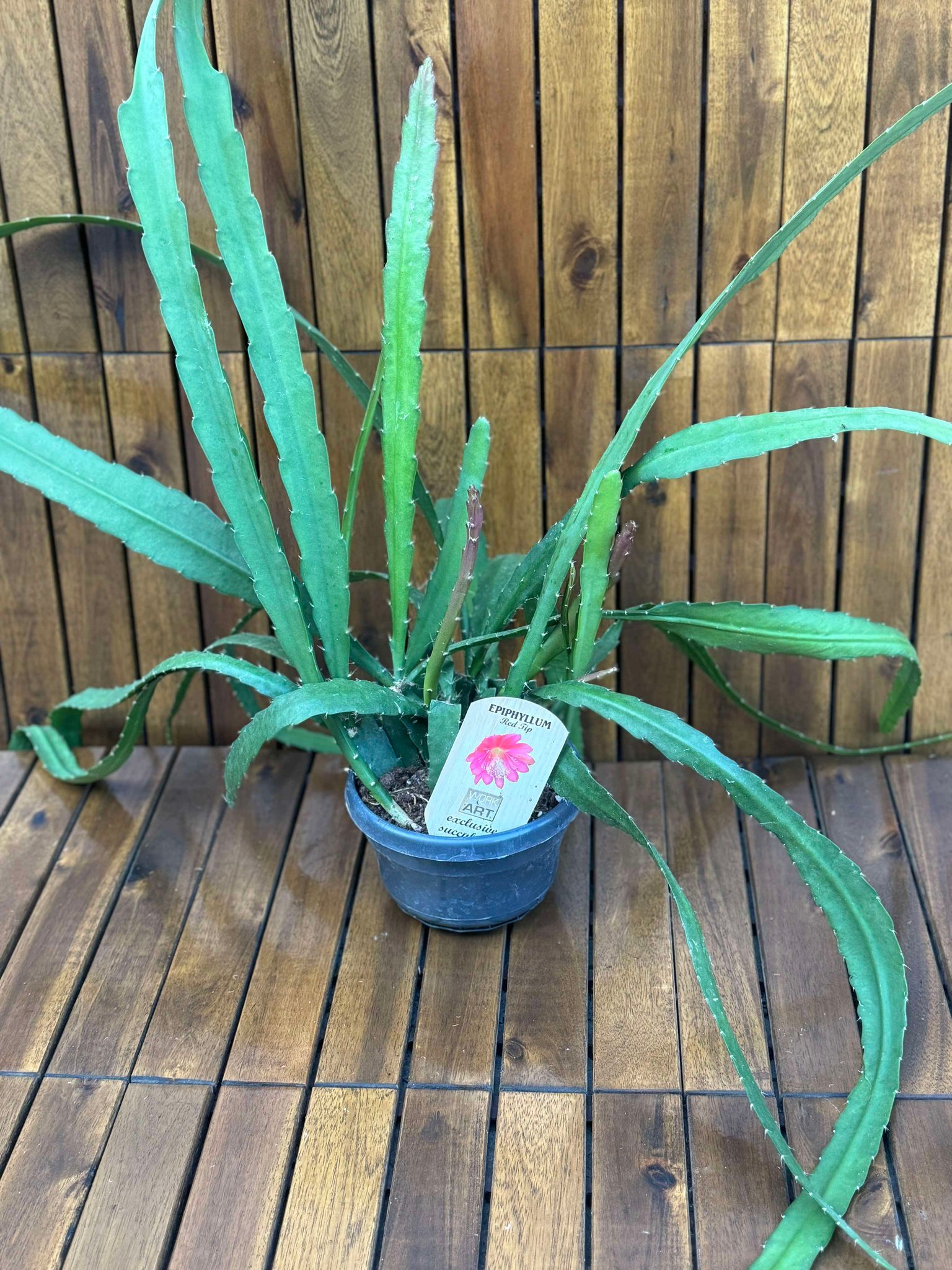 Epiphyllum Red Tip