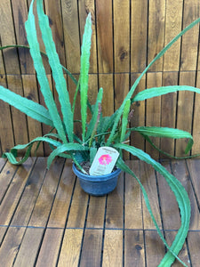 Epiphyllum Red Tip