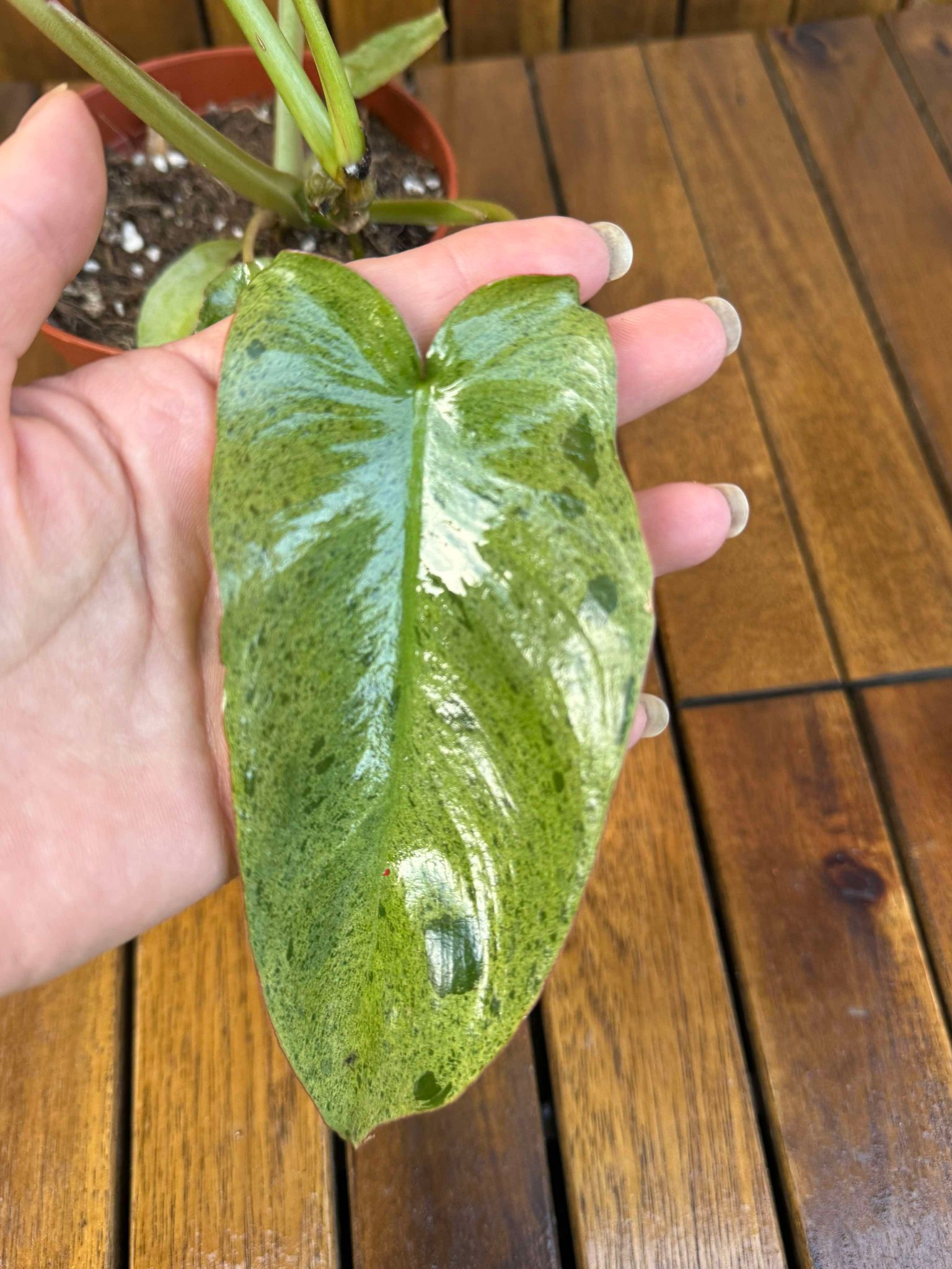 Philodendron Paraiso Verde