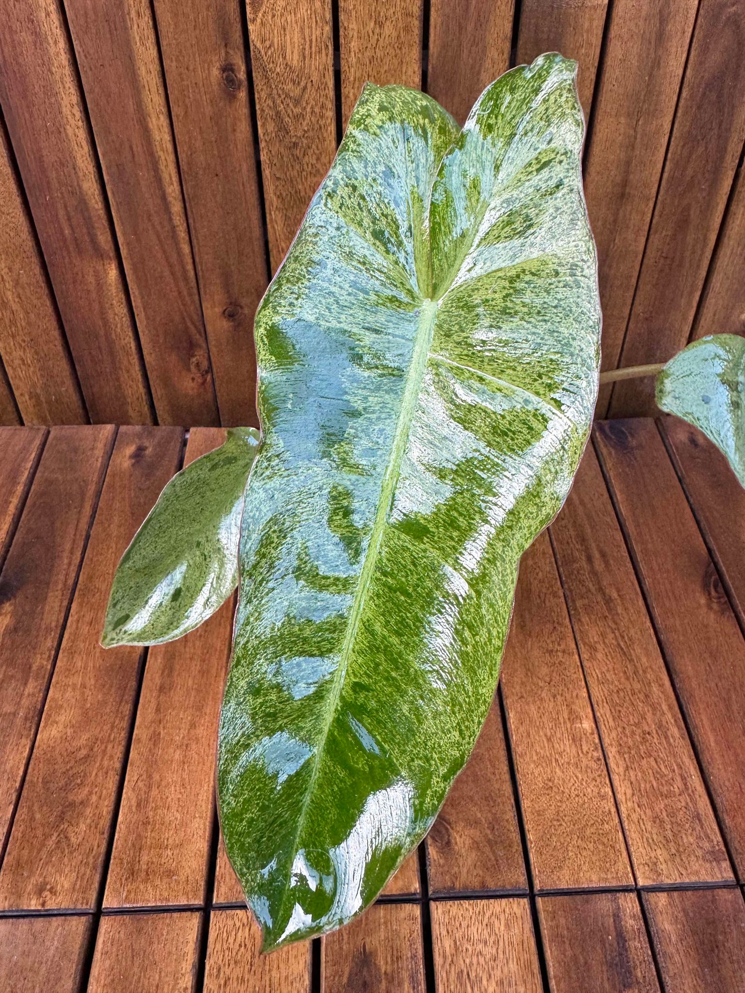 Philodendron Paraiso Verde