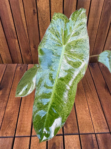 Philodendron Paraiso Verde