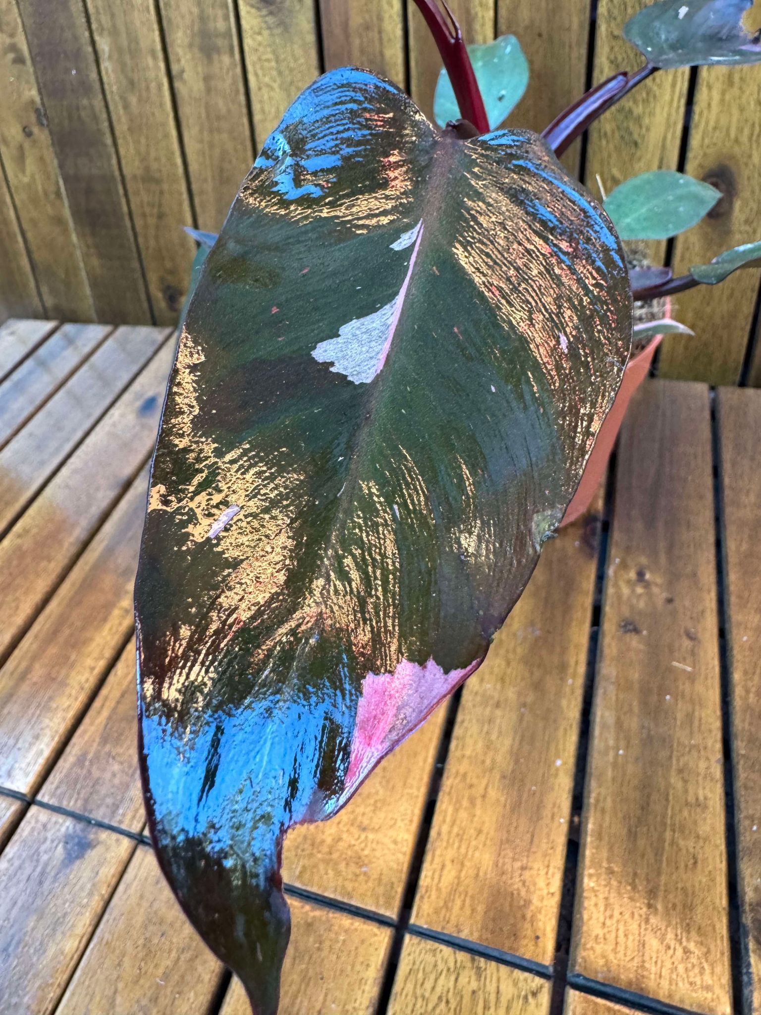 Philodendron Pink Princess