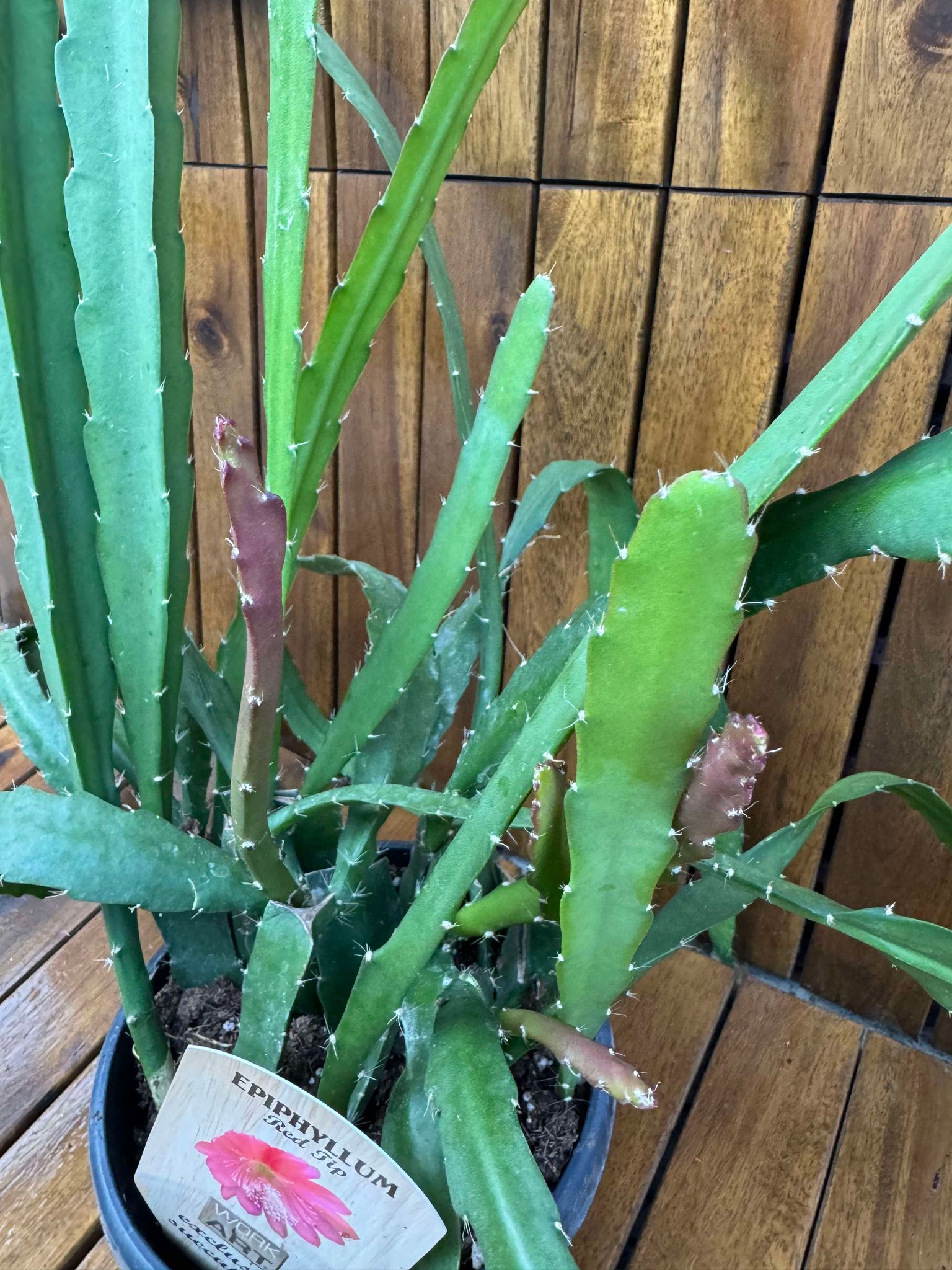 Epiphyllum Red Tip