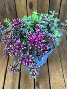 Sedum Mix