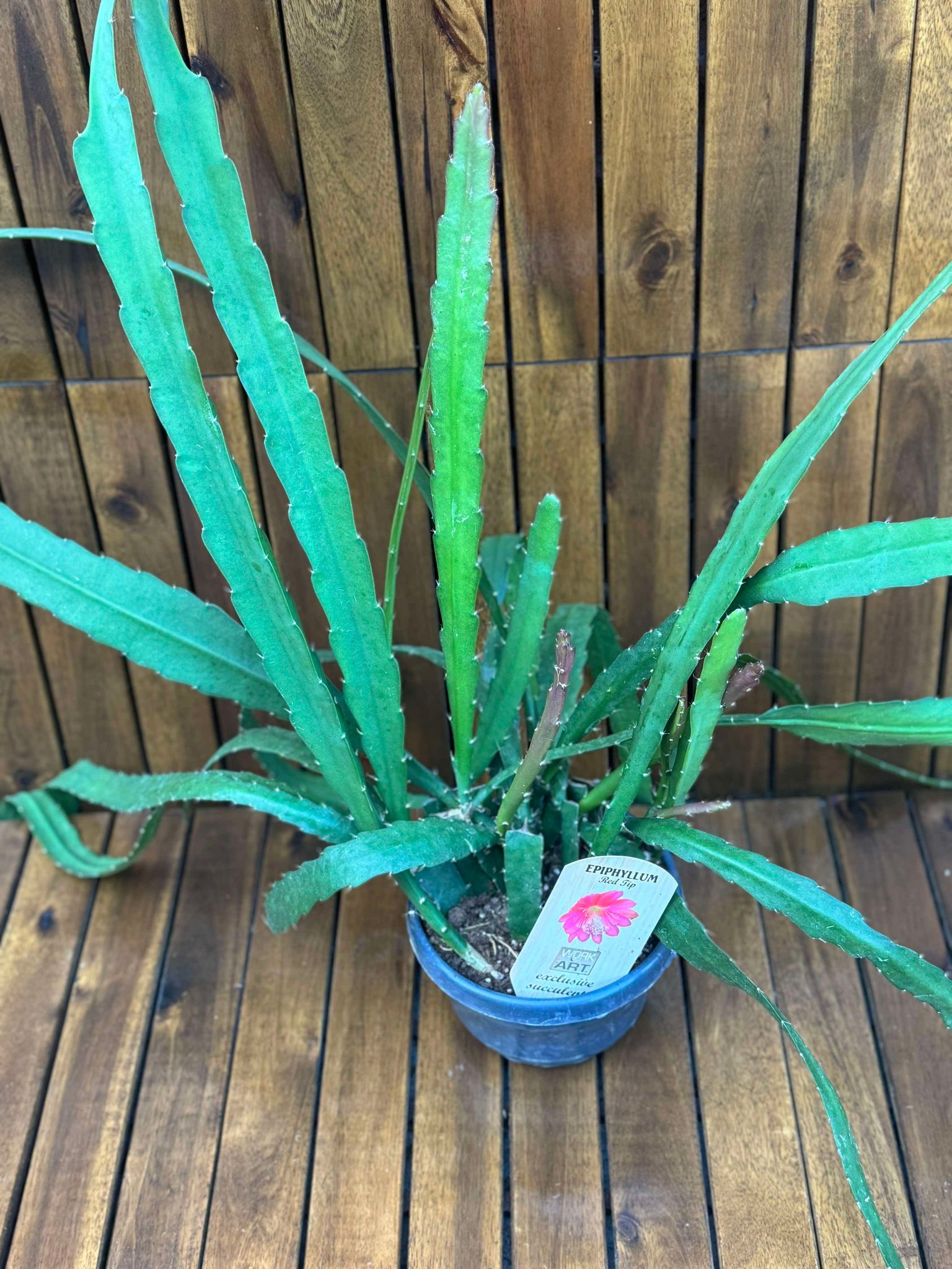 Epiphyllum Red Tip