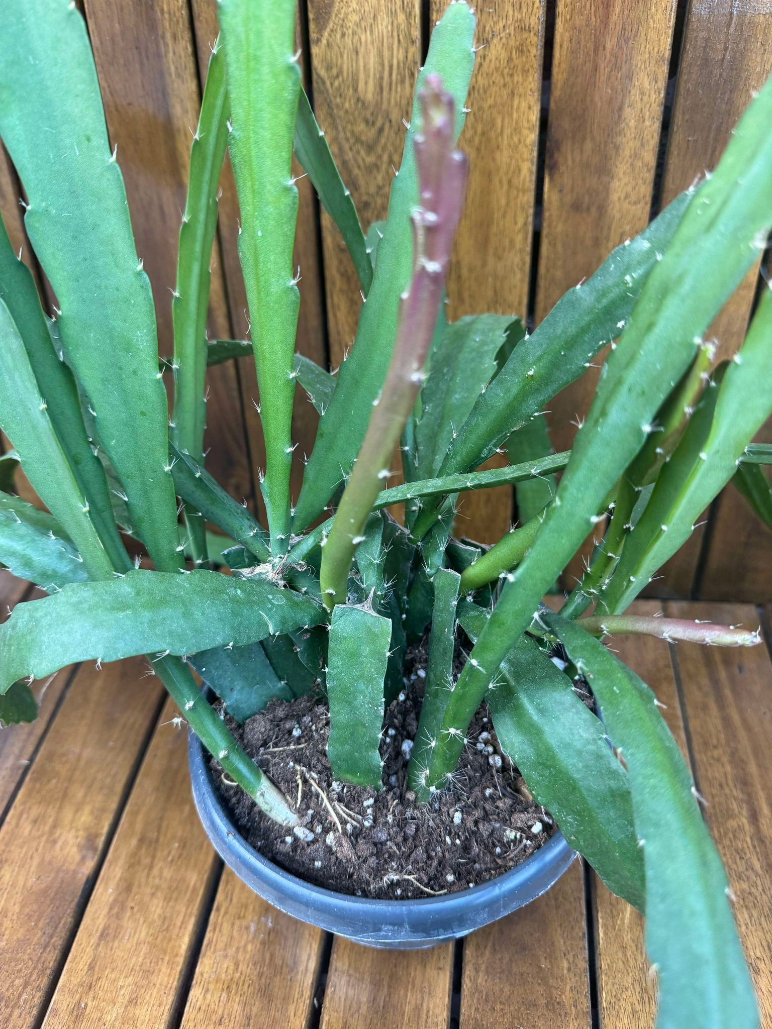 Epiphyllum Red Tip
