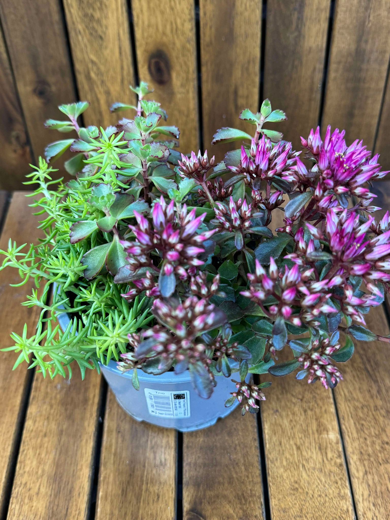Sedum Mix