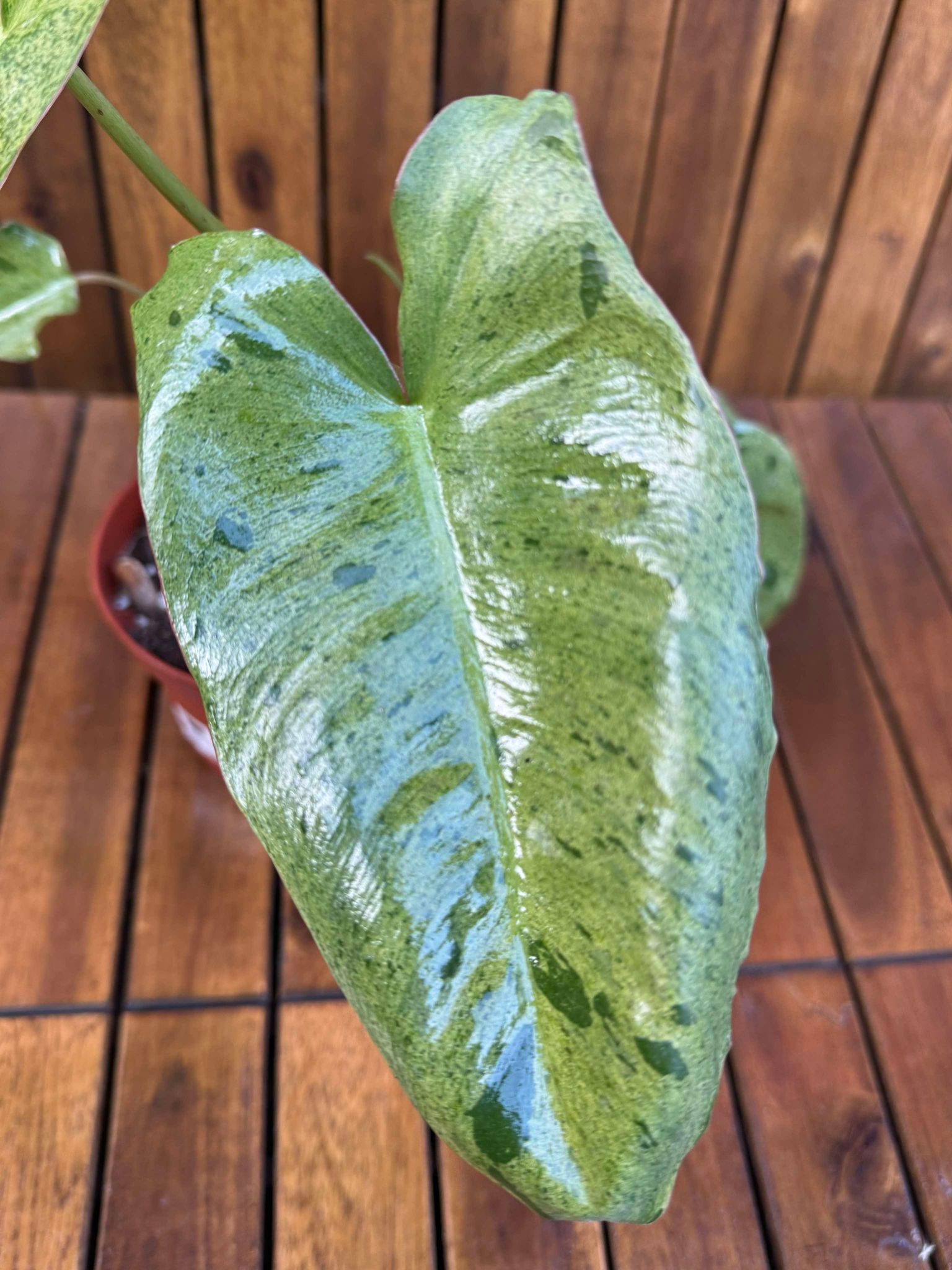 Philodendron Paraiso Verde