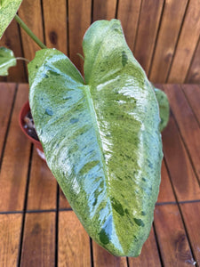 Philodendron Paraiso Verde