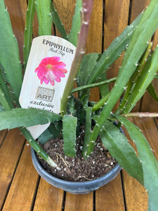 Epiphyllum Red Tip