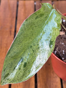 Philodendron Paraiso Verde