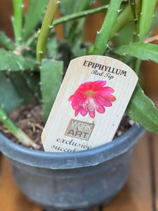 Epiphyllum Red Tip