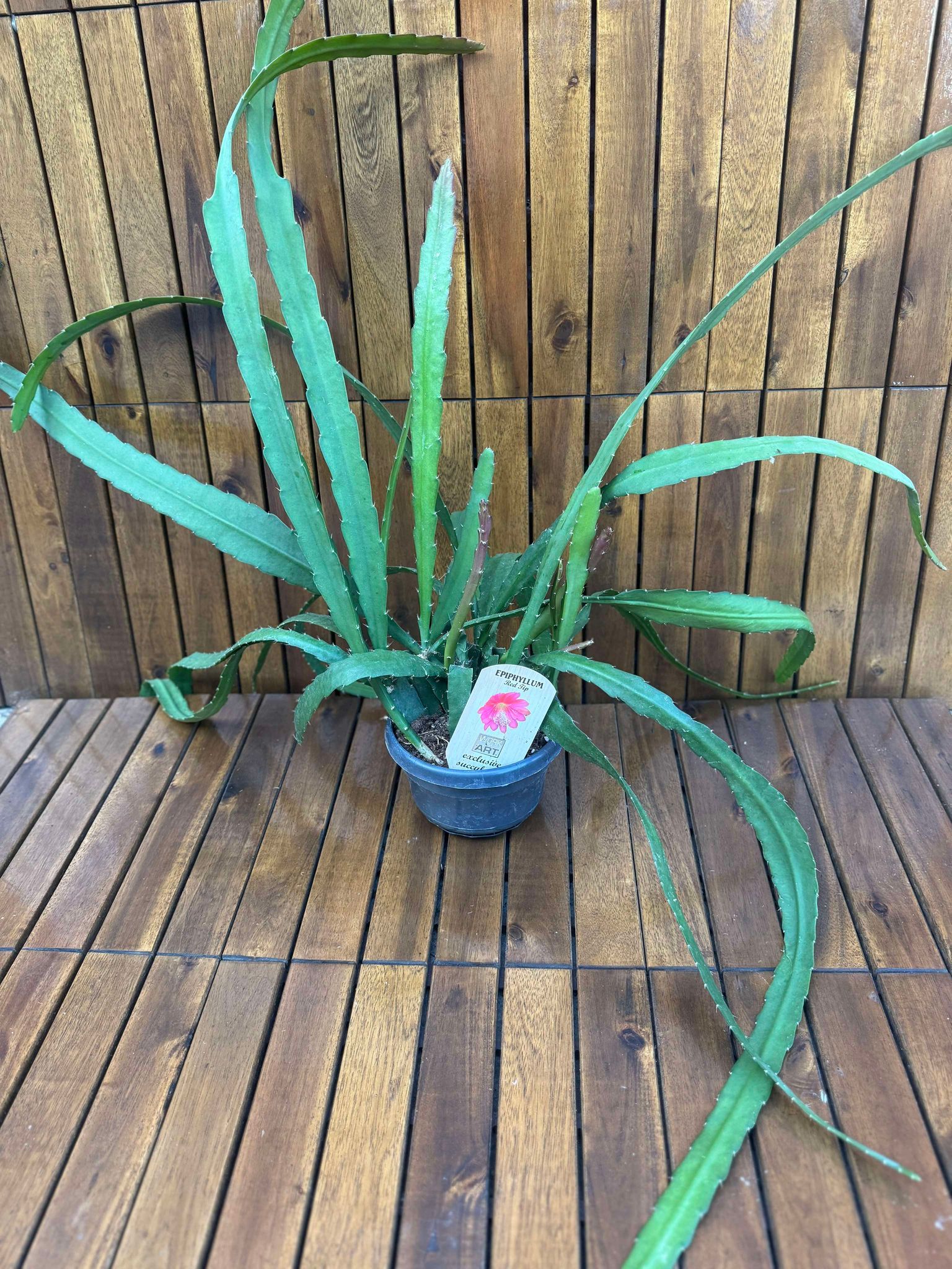 Epiphyllum Red Tip