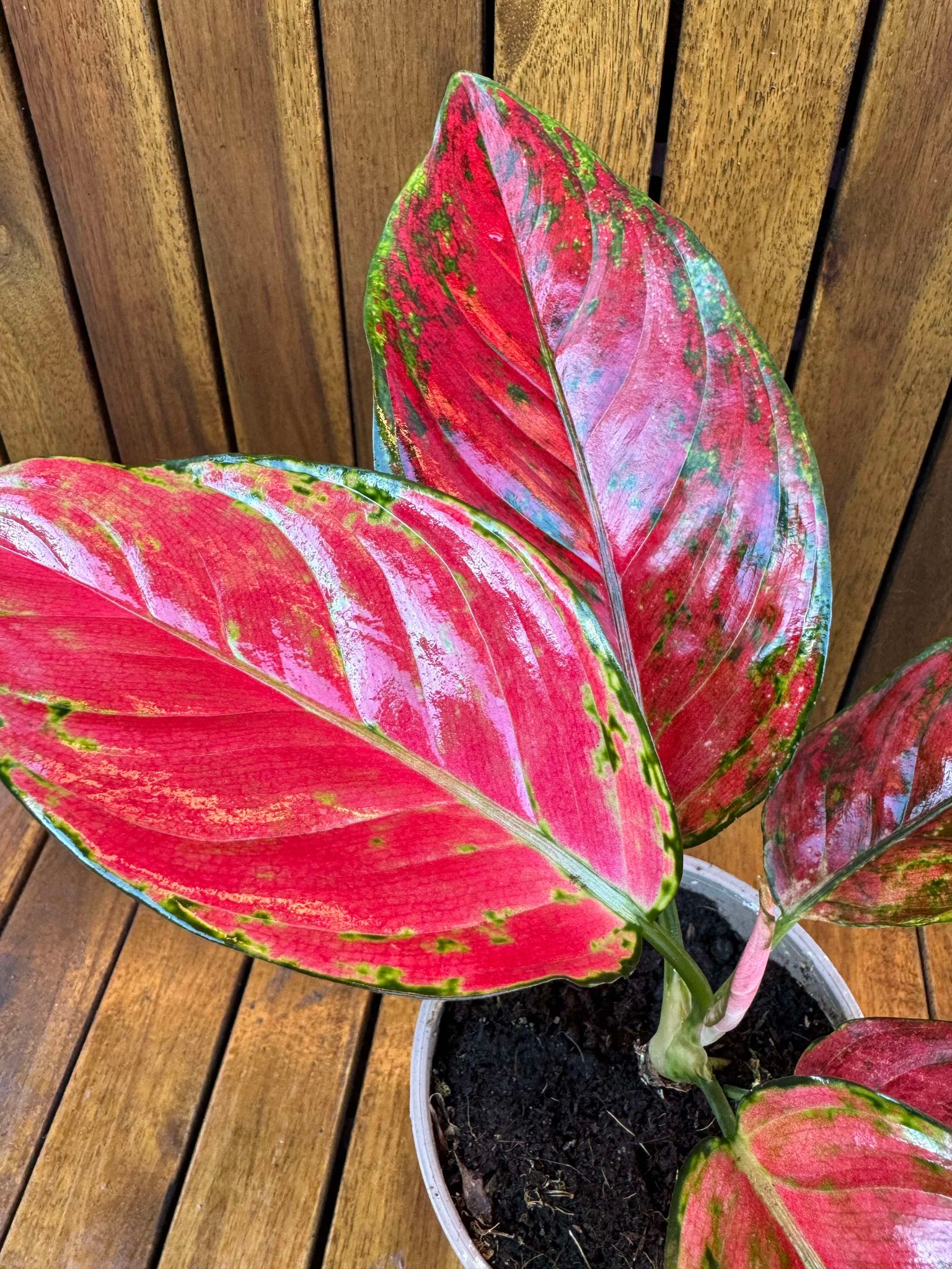 Aglaonema Red Joy