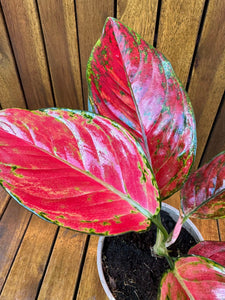 Aglaonema Red Joy