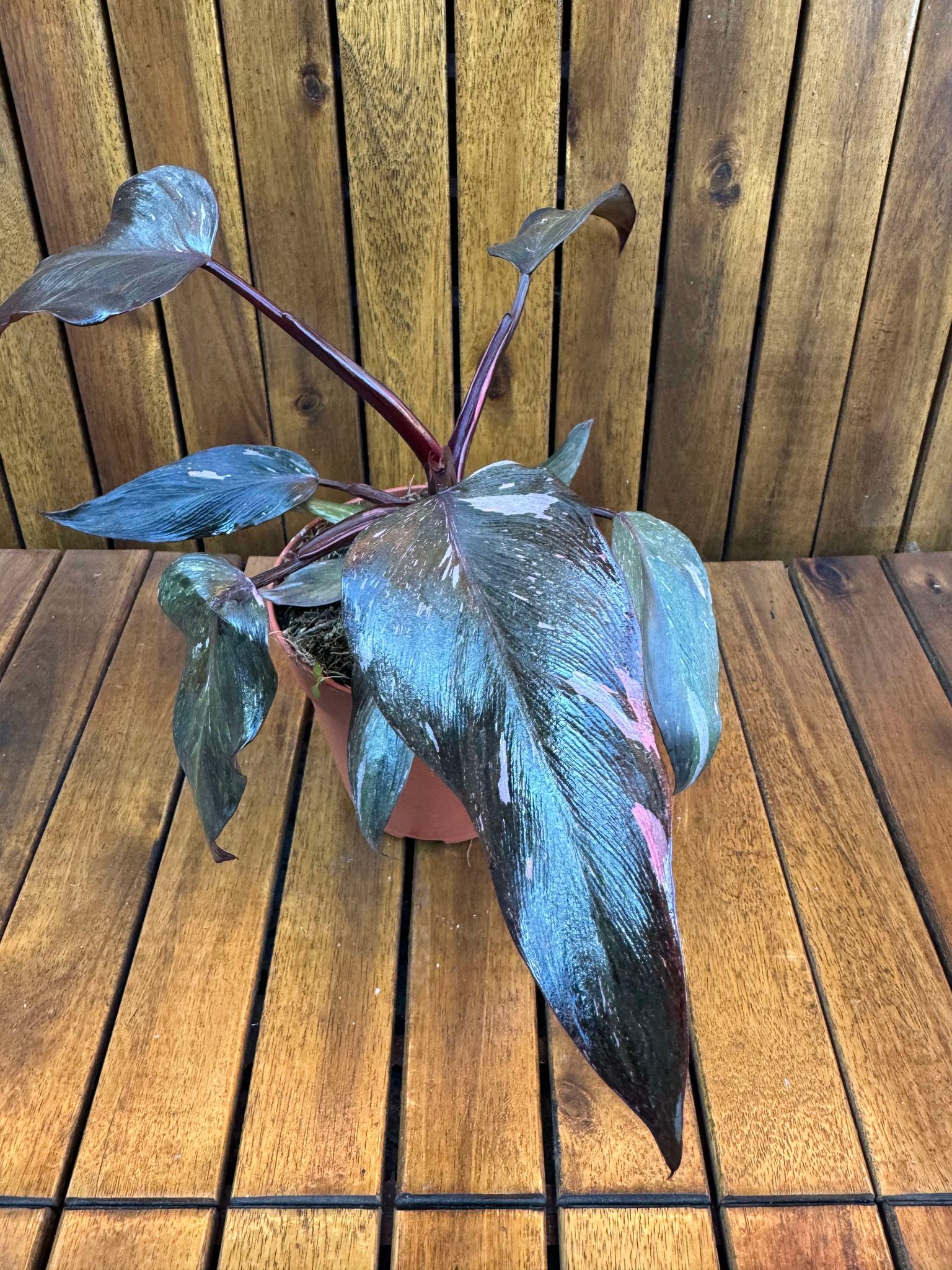 Philodendron Pink Princess