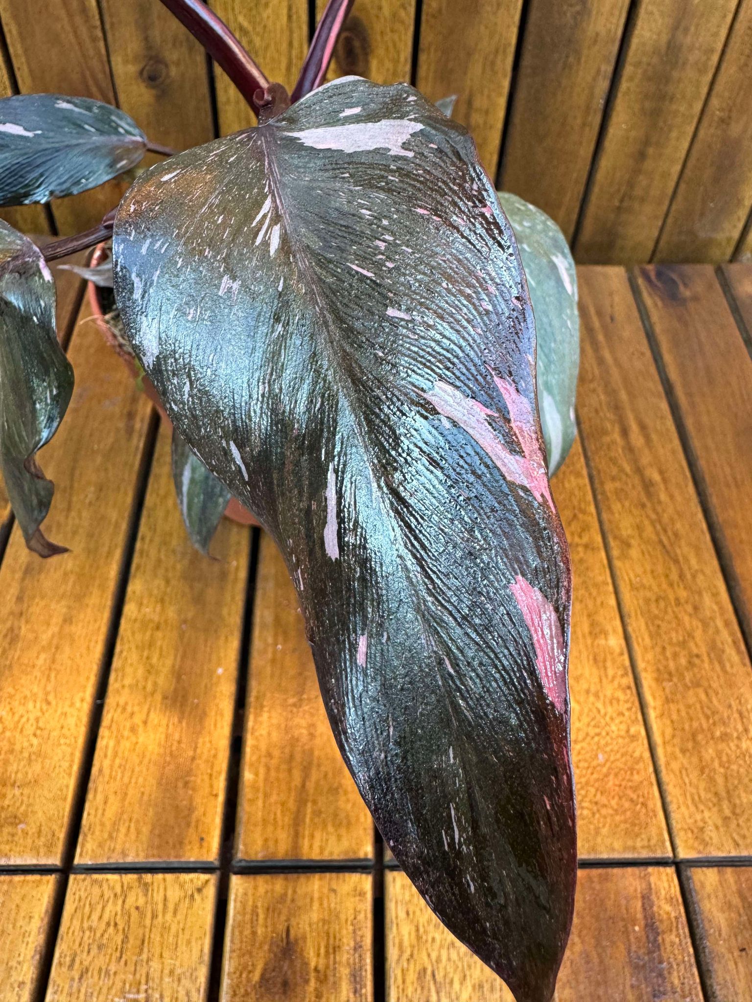 Philodendron Pink Princess