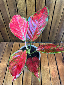 Aglaonema Red Joy