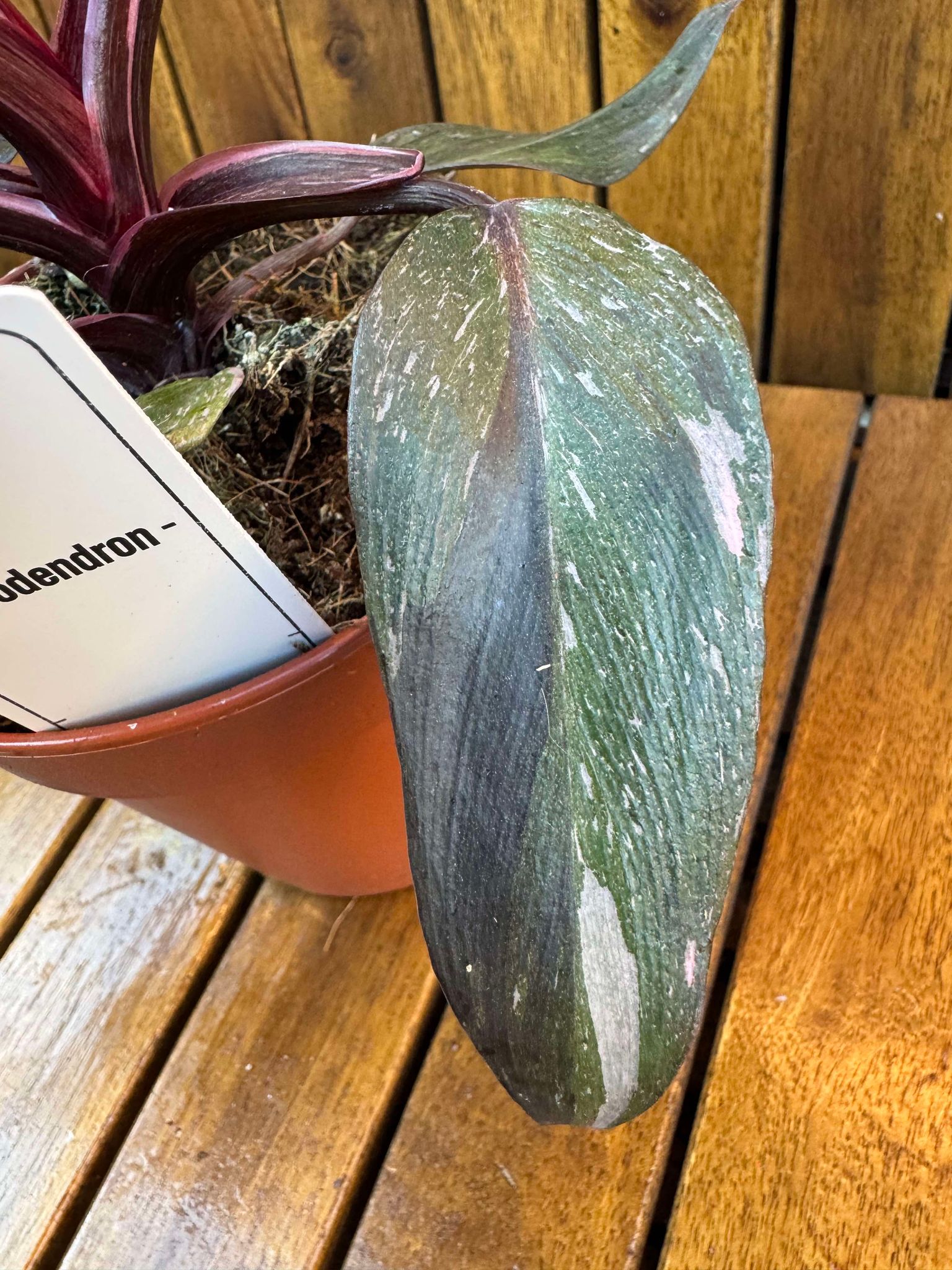 Philodendron Pink Princess