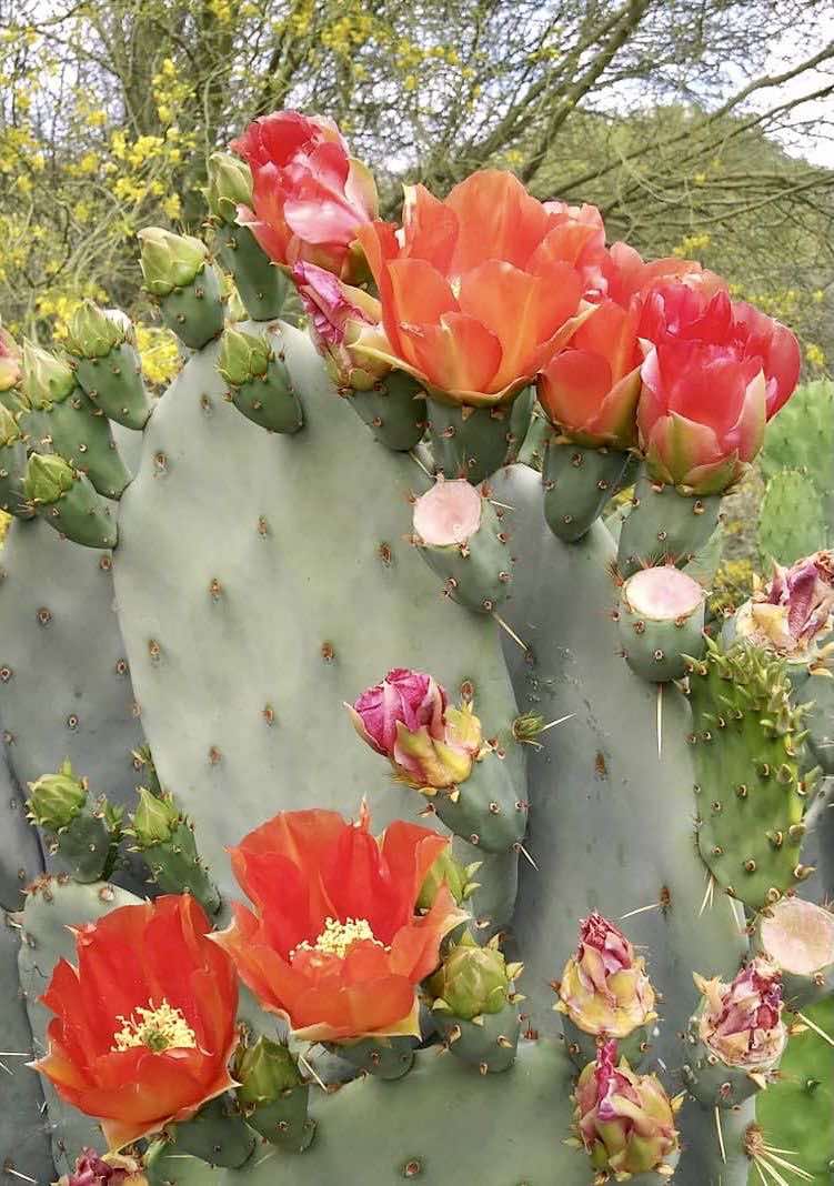 Opuntia Quitensis