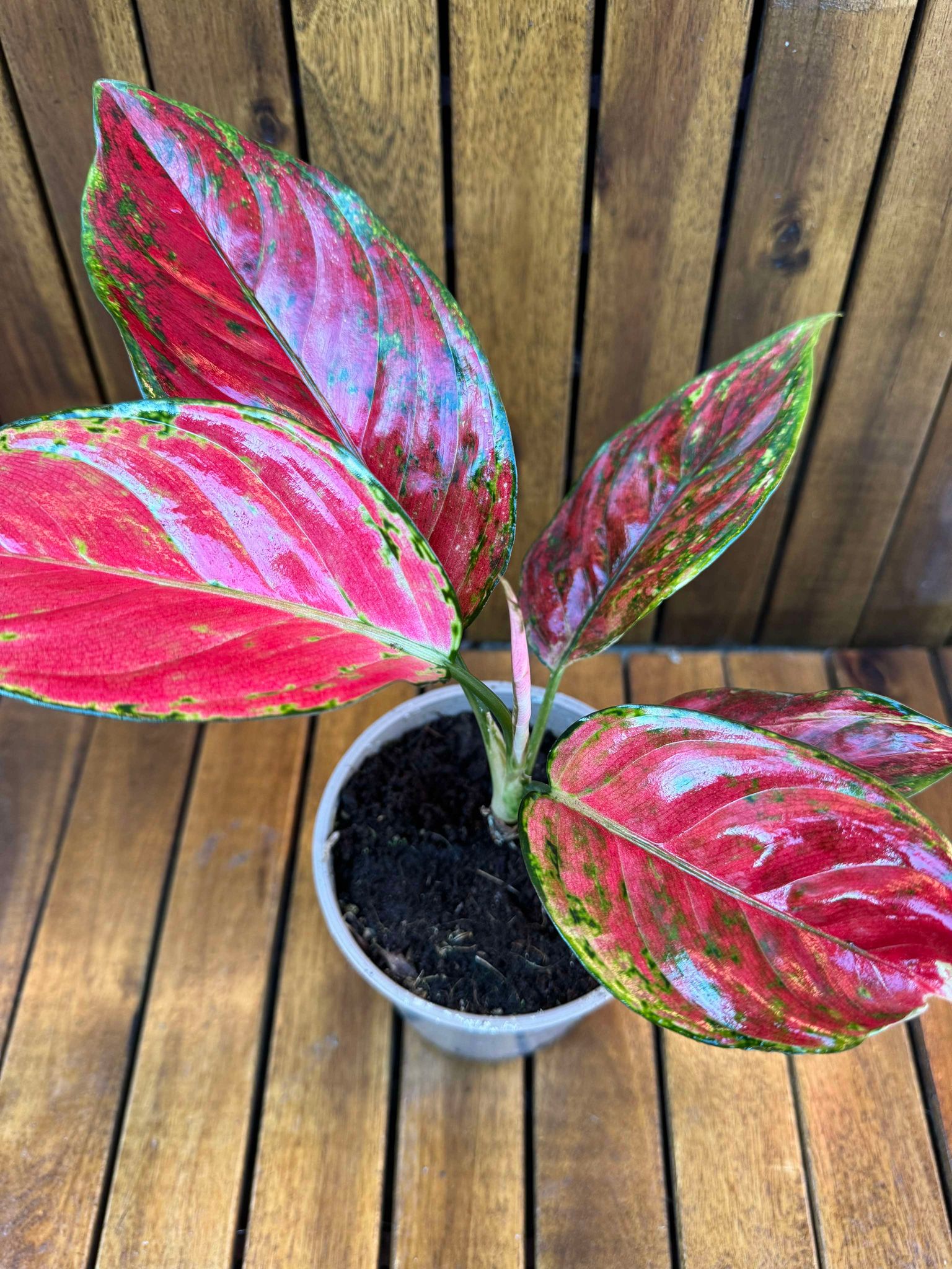 Aglaonema Red Joy