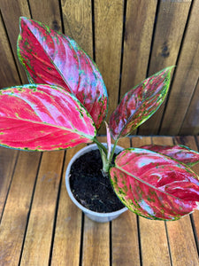 Aglaonema Red Joy