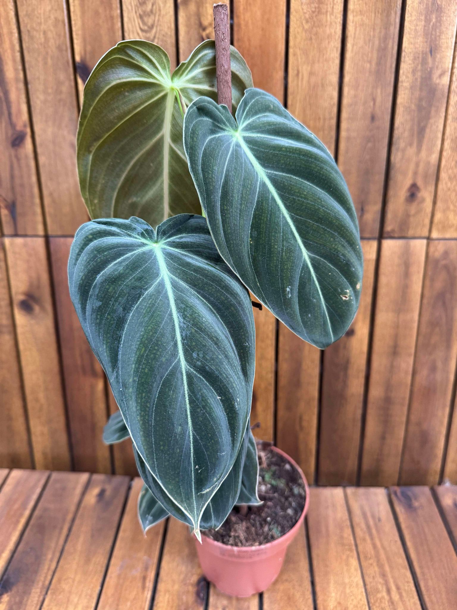 Philodendron Melanochrysum