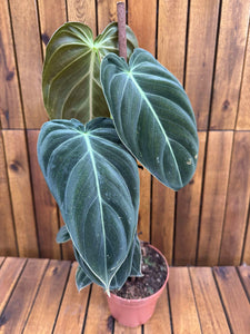 Philodendron Melanochrysum